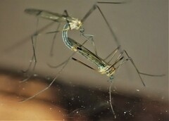Dicranomyia
