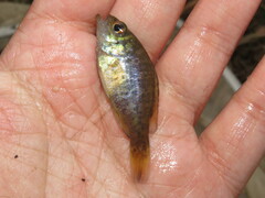 Lepomis gulosus