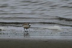 Charadrius marginatus
