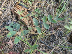 Lathyrus humilis