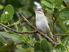 Vireo altiloquus