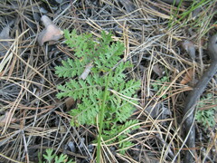 Artemisia tanacetifolia
