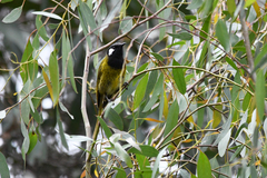 Nesoptilotis leucotis