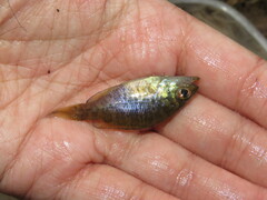 Lepomis gulosus