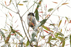 Melithreptus lunatus