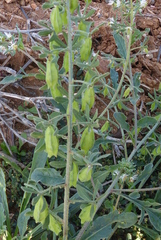 Reseda phyteuma