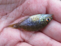 Lepomis gulosus