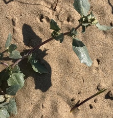 Atriplex laciniata
