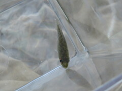 Lepomis gulosus
