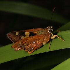 Trapezites symmomus