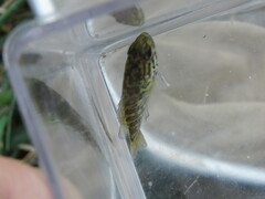 Lepomis gulosus