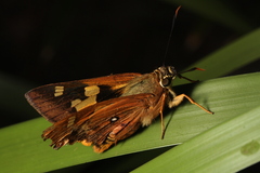 Trapezites symmomus