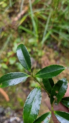 Ilex crenata