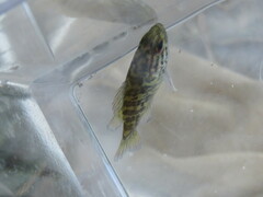 Lepomis gulosus