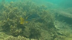 Lutjanus carponotatus