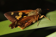 Trapezites symmomus