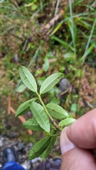 Ilex crenata