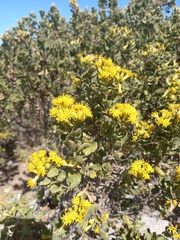 Asteraceae