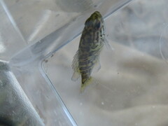 Lepomis gulosus