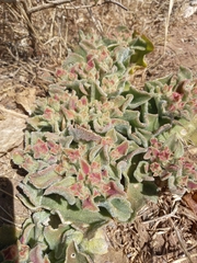 Mesembryanthemum