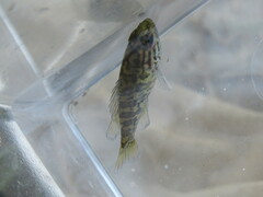 Lepomis gulosus