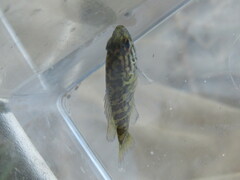 Lepomis gulosus