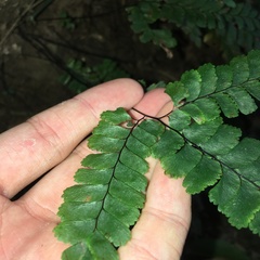 Adiantum diaphanum