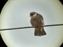 Falco amurensis