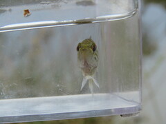 Lepomis gulosus