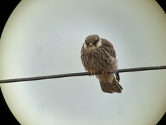 Falco amurensis