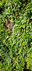 Paederia foetida