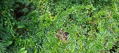 Paederia foetida