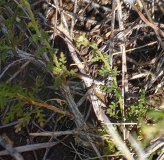 Jamesbrittenia tysonii