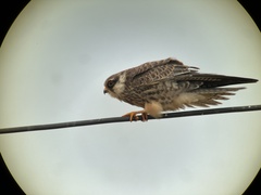 Falco amurensis