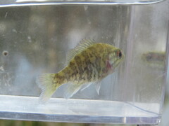 Lepomis gulosus
