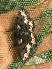 Melanodes anthracitaria