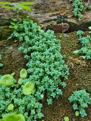 Sedum dasyphyllum
