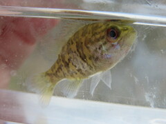 Lepomis gulosus