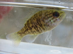 Lepomis gulosus