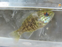 Lepomis gulosus