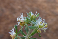 Reseda phyteuma
