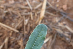 Reseda phyteuma
