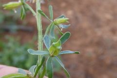 Reseda phyteuma