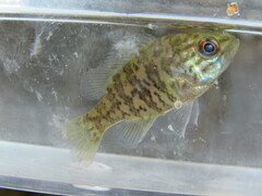 Lepomis gulosus