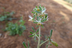 Reseda phyteuma