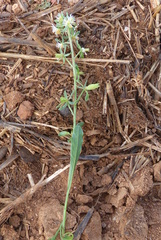 Reseda phyteuma