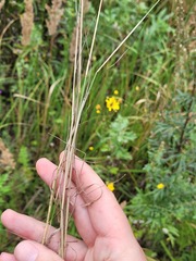 Poa palustris