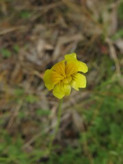 Goodenia pinnatifida
