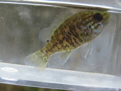 Lepomis gulosus