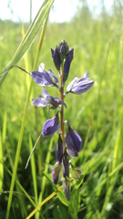Polygala vulgaris